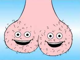 Testikels horen ook bij de penis. 1 testikels horen ook bij de penis