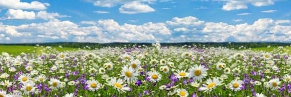liefdesbloemen veld met liefdesbloemen